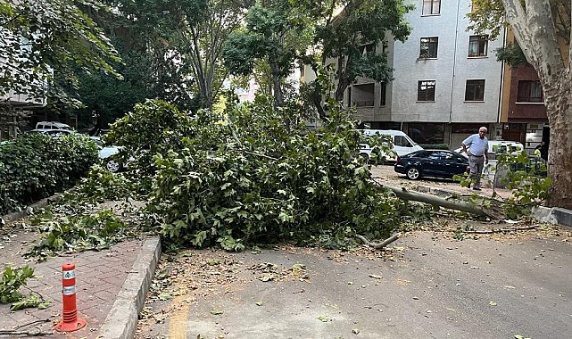 Ankara'da fırtına etkili oldu, ağaçlar araçların üzerine devrildi