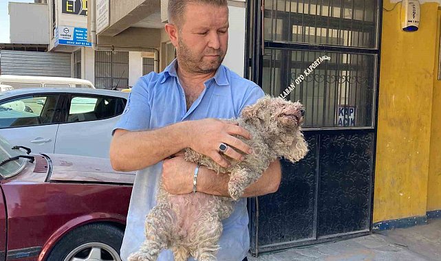 Ankara'da pitbull dehşeti: Evcil hayvanın çenesini kopardı