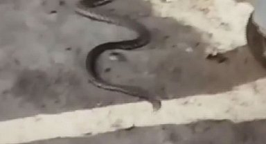 Ankara'da sokakta görülen yılan korkuttu