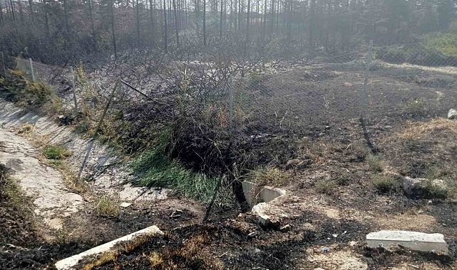 Ankara'da yanan ormanlık alan küle döndü