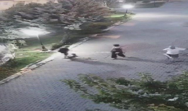 Ankara'da yaşlı kadına köpek saldırdı