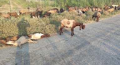 Arazide otlayan 48 hayvan telef oldu