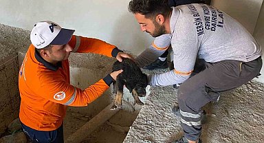 Asansör kuyusuna düşen yavru köpeği belediye ekipleri kurtardı