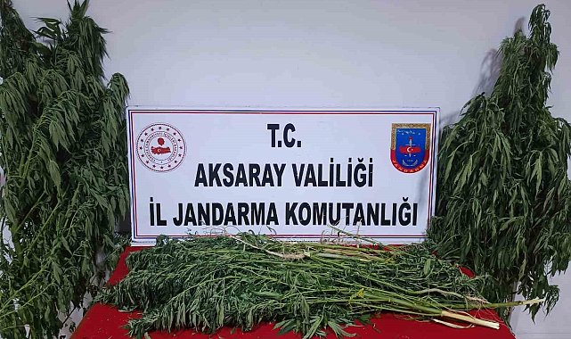 Bahçesinde yetiştirdiği keneviri uyuşturucu yapıp satan şüpheli yakalandı