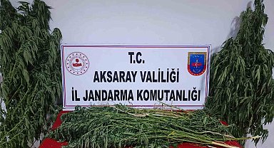 Bahçesinde yetiştirdiği keneviri uyuşturucu yapıp satan şüpheli yakalandı