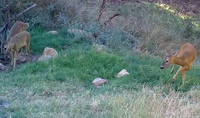Bozkırın yaban hayatı fotokapanda: Vaşak, karaca, su samuru görüntülendi