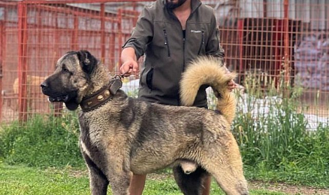 Çankırı'dan Sivas'a rakip çıktı: Bu çiftlikte yetişen kangallara Sivas'tan bile talep oluyor