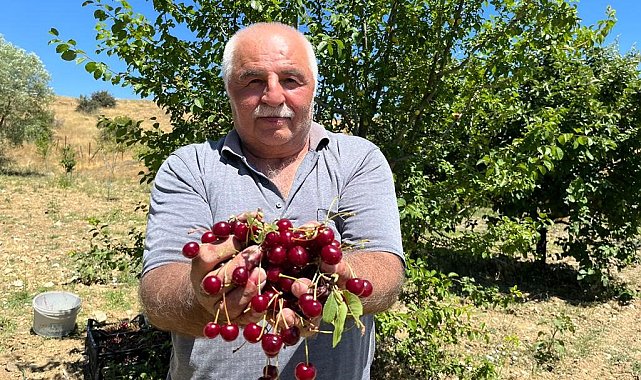 Coğrafi işaretli 'Çubuk vişnesi'nin hasadı başladı