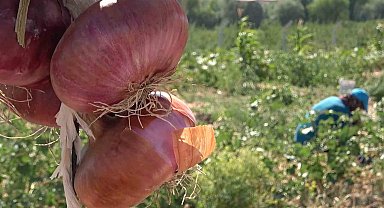Coğrafi işaretli 'Kılıçlar soğanı'nın hasadı başladı