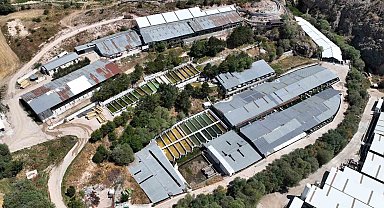 Denizi olmayan Kayseri'de 250 milyon alabalık yavrusu üretiliyor