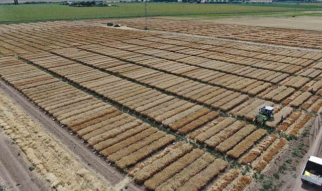 Dünya'nın gözü bu tarlada, süper buğdayın hasadı başladı
