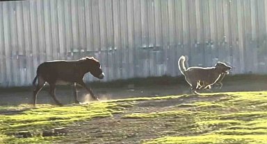 Eşeğin köpeği kovalaması sosyal medyada viral oldu