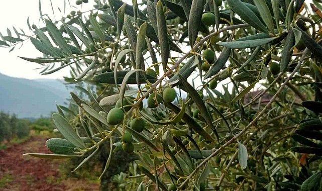 Eskişehirli çiftçiler zeytinde 5 ton rekolte bekliyor