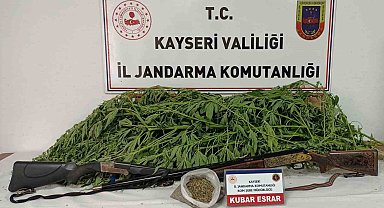 Evin bahçesinde kenevir bulunan şahıs yakalandı