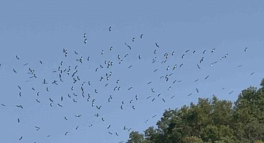 Göç eden leyleklerin eşsiz dansı görenleri heyecanlandırdı
