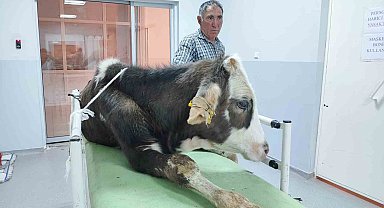 Hatalı doğum kurbanı 40'ın üzerindeki buzağı tedavi edildi