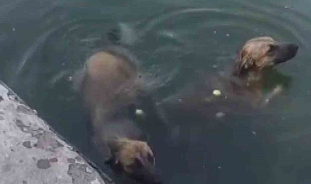 Havuzdan çıkamayan iki köpeğin yardımına itfaiye ekipleri yetişti