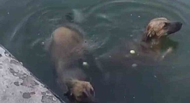Havuzdan çıkamayan iki köpeğin yardımına itfaiye ekipleri yetişti