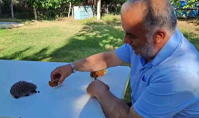 Her gün evinin bahçesine gelen yavru kirpiyi eliyle besliyor