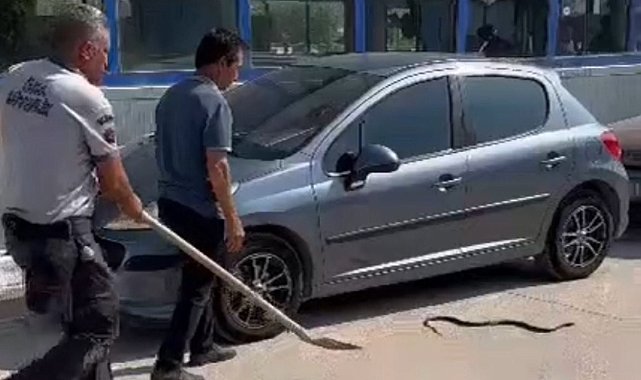 Herkes korktu o eliyle yakalayıp doğaya bıraktı
