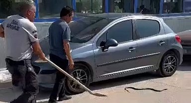Herkes korktu o eliyle yakalayıp doğaya bıraktı