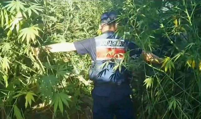 Jandarmadan uyuşturucu operasyonu: 1 tutuklama