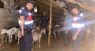 Kaybolan küçükbaş hayvanlar jandarma ekiplerince bulundu