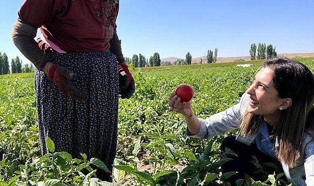 Kaymakam Eroğlu domates hasadına katıldı