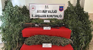 Kenevir bahçesine jandarma baskını: 3 gözaltı