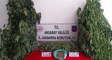 Kenevir ekip esrar üretimi yapan şüpheli yakalandı