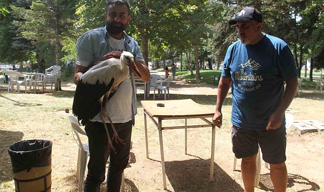 Konya'da insanlardan kaçmadan gezinen yavru leylek parkın maskotu oldu
