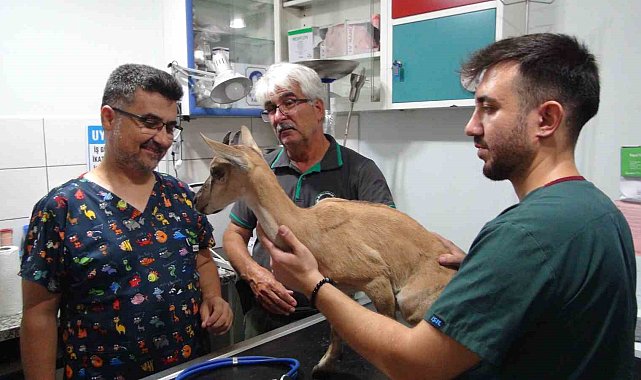 Köpekler tarafından saldırıya uğrayan ve tedavisi tamamlanan yavru dağ keçisi doğaya bırakıldı