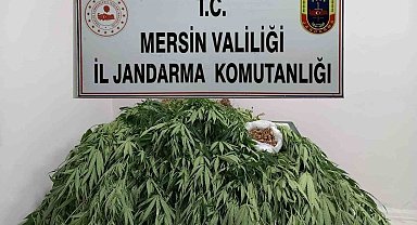 Mersin'de 341 kök kenevir ele geçirildi