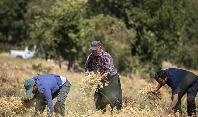 Mersin'de atalık nohut desteği alan üreticiler ilk hasadını gerçekleştirdi