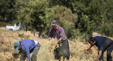 Mersin'de atalık nohut desteği alan üreticiler ilk hasadını gerçekleştirdi
