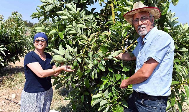 Mersin'de avokado fidanı desteği üreticilerin yüzünü güldürüyor