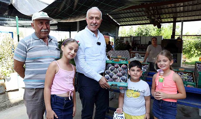 Mersin'de siyah incir hasadı yapıldı