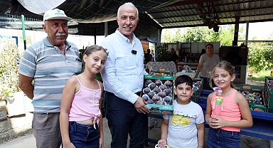Mersin'de siyah incir hasadı yapıldı