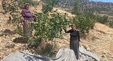 Mut'ta Antep fıstığı hasadı başladı
