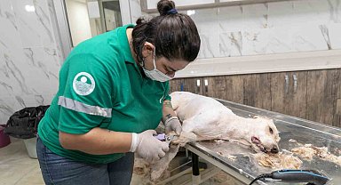 Patili dostların sağlığı ve konforu için özel hizmet: Pet Kuaför