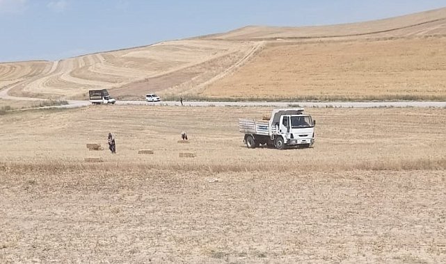 Pursaklar Belediyesi, buğday haşatından kalanları hayvanlara veriyor
