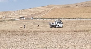 Pursaklar Belediyesi, buğday haşatından kalanları hayvanlara veriyor