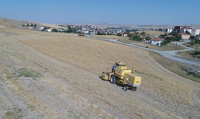 Pursaklar'da hasat vakti