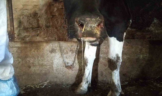 Şap hastalığı sebebiyle üç ilçenin dış mahallelerinde hayvan hareketleri yasaklandı
