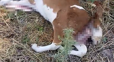 Şap hastalığından telef olan buzağıyı yol kenarına terk ettiler