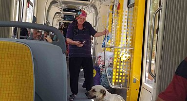 Sıcaktan bunalan sokak köpeği serinlemek için tramvayda yolculuk yaptı