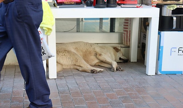 Sıcaktan yorgun düşen sevimli köpek masa altına sığındı