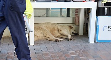 Sıcaktan yorgun düşen sevimli köpek masa altına sığındı