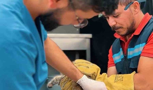 Sincan Belediyesi son 6 ayda bin 367 hayvanı tedavi etti
