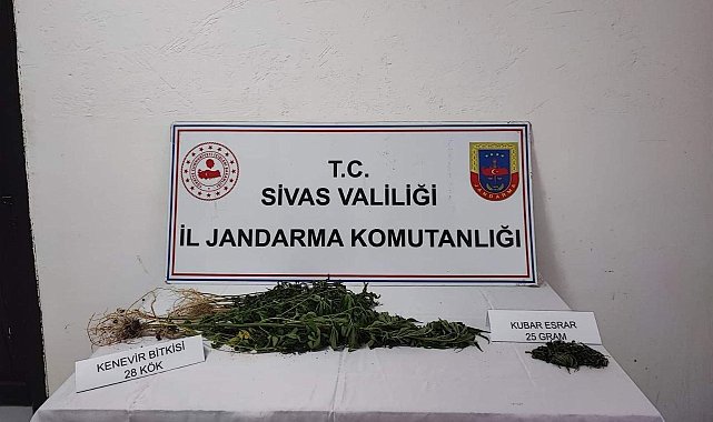 Sivas'ta 28 kök kenevir bitkisi geçirildi